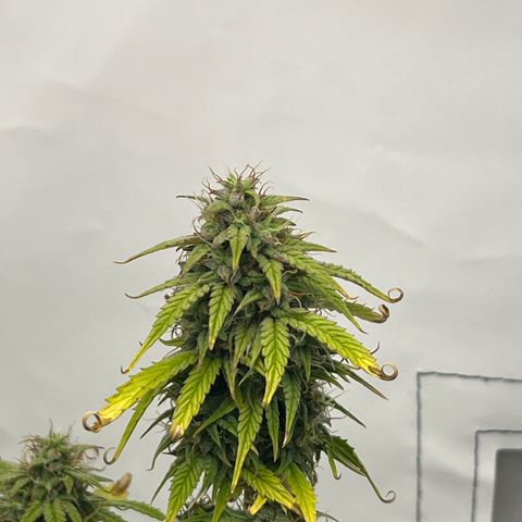 Blueberry Zkittlez Auto growlog timeline photo
