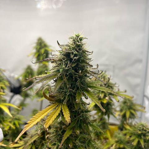 Blueberry Zkittlez Auto growlog timeline photo