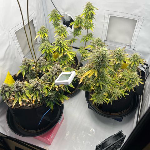 Blueberry Zkittlez Auto growlog timeline photo