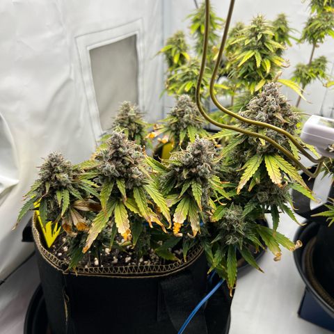 Blueberry Zkittlez Auto growlog timeline photo