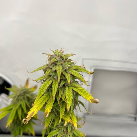 Blueberry Zkittlez Auto growlog timeline photo