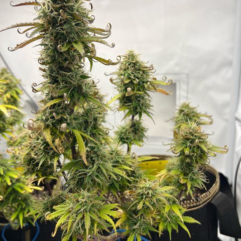 Blueberry Zkittlez Auto growlog timeline photo