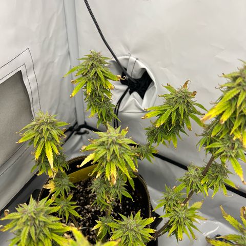 Blueberry Zkittlez Auto growlog timeline photo