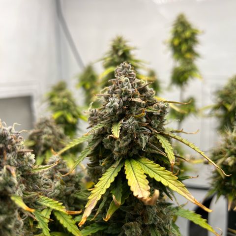 Blueberry Zkittlez Auto growlog timeline photo