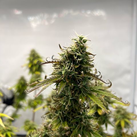 Blueberry Zkittlez Auto growlog timeline photo