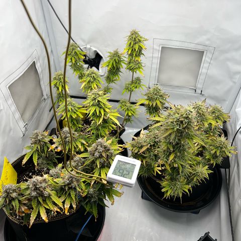Blueberry Zkittlez Auto growlog timeline photo