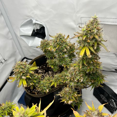Blueberry Zkittlez Auto growlog timeline photo