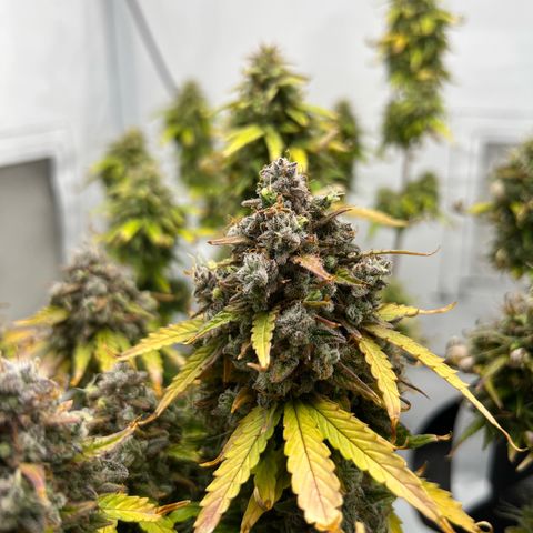 Blueberry Zkittlez Auto growlog timeline photo