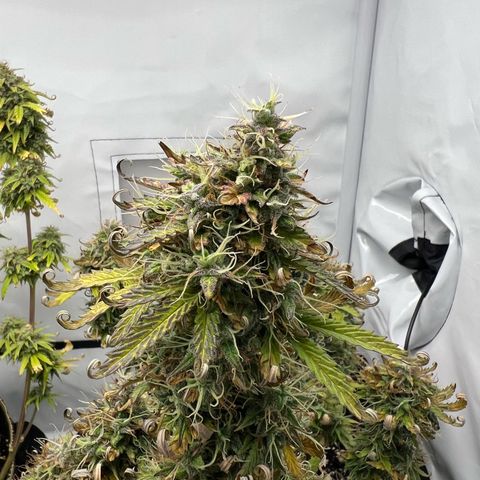 Blueberry Zkittlez Auto growlog timeline photo