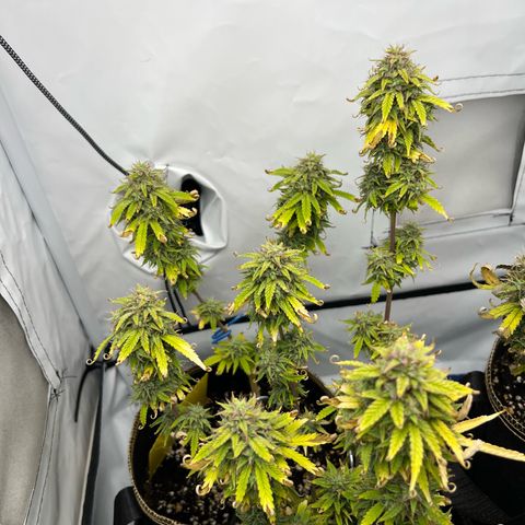 Blueberry Zkittlez Auto growlog timeline photo
