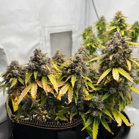Blueberry Zkittlez Auto growlog timeline photo