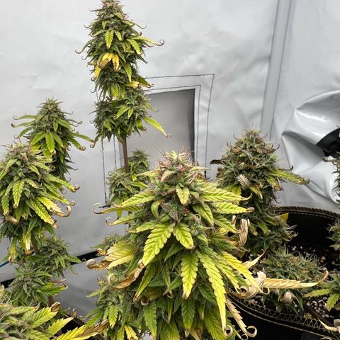 Blueberry Zkittlez Auto growlog timeline photo