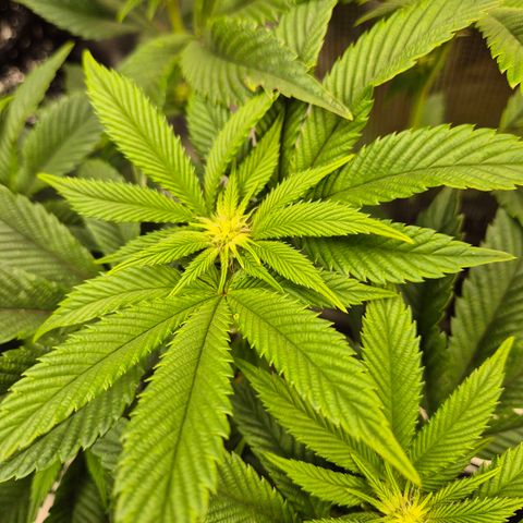 Chantal #2 growlog timeline photo