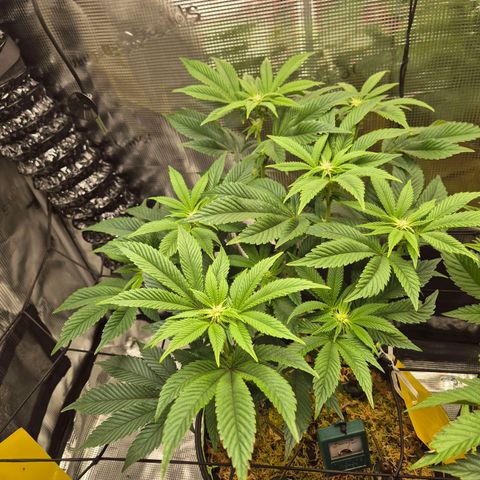 Chantal #2 growlog timeline photo