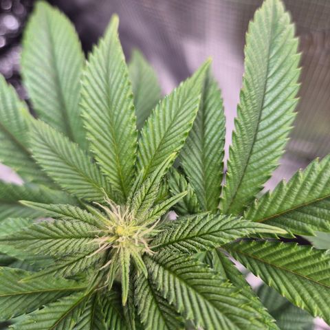 Chantal #2 growlog timeline photo