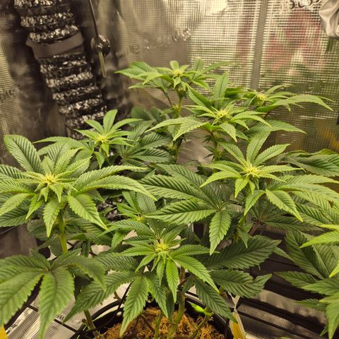 Chantal #2 growlog timeline photo