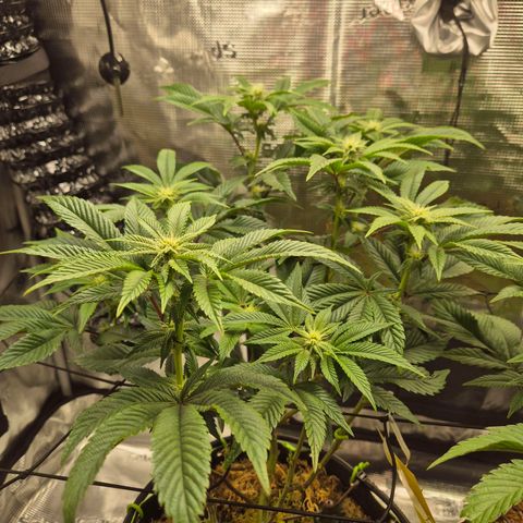 Chantal #2 growlog timeline photo