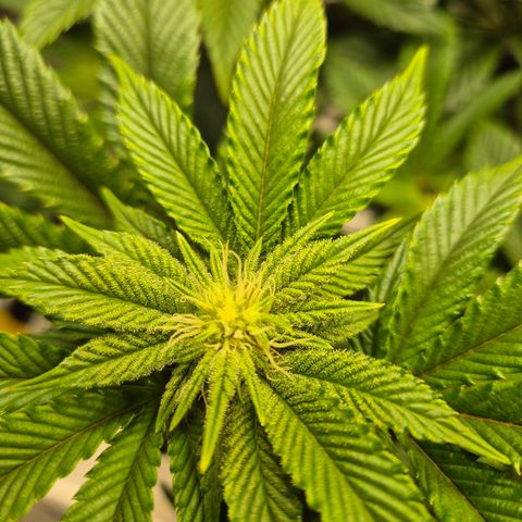 Chantal #2 growlog timeline photo
