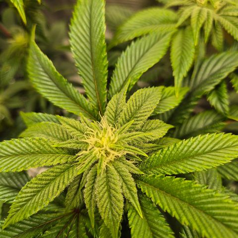 Chantal #2 growlog timeline photo