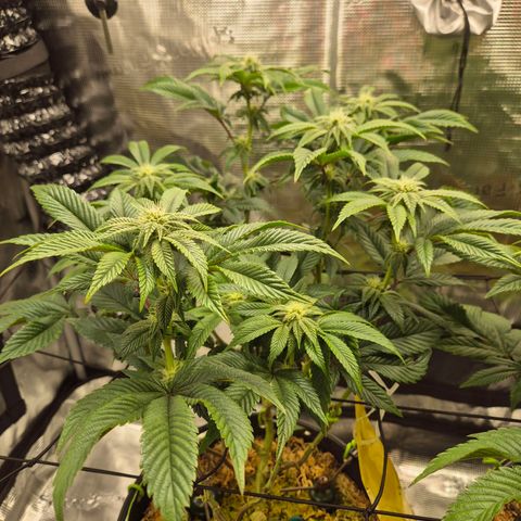 Chantal #2 growlog timeline photo