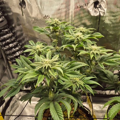 Chantal #2 growlog timeline photo