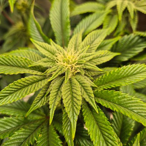Chantal #2 growlog timeline photo