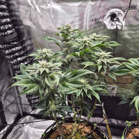 Chantal #2 growlog timeline photo