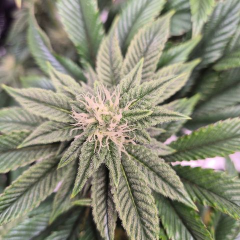 Chantal #2 growlog timeline photo
