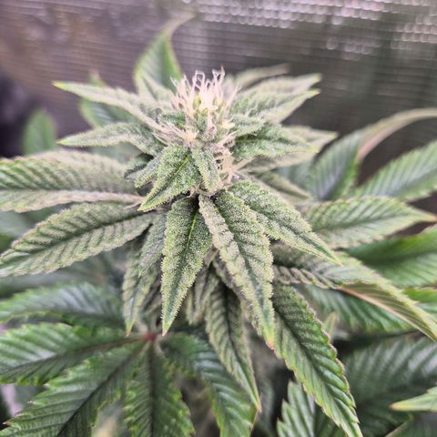 Chantal #2 growlog timeline photo