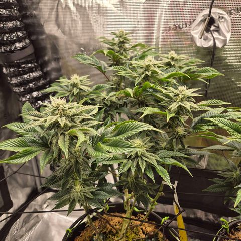 Chantal #2 growlog timeline photo