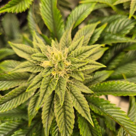 Chantal #2 growlog timeline photo