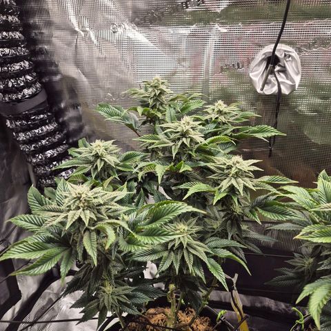 Chantal #2 growlog timeline photo