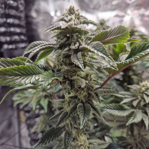 Chantal #2 growlog timeline photo