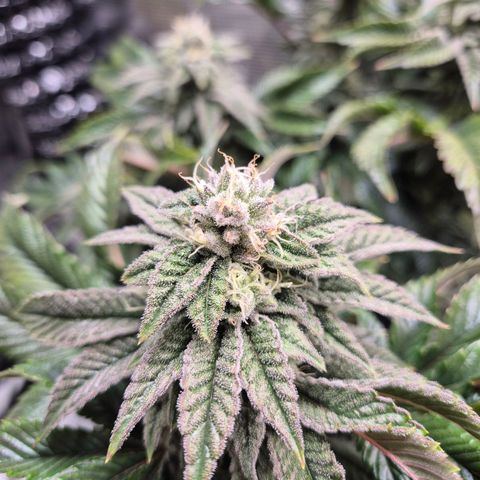 Chantal #2 growlog timeline photo