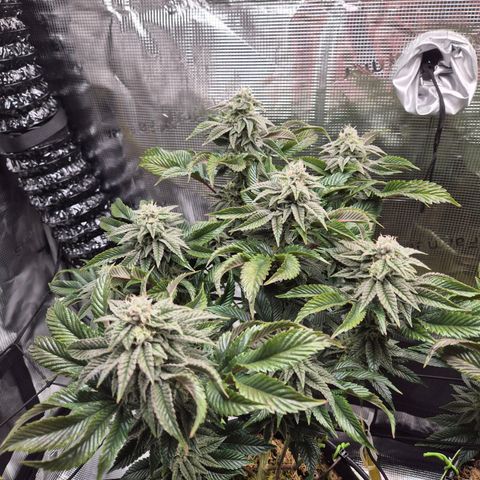 Chantal #2 growlog timeline photo