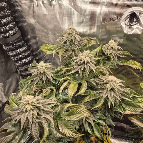 Chantal #2 growlog timeline photo
