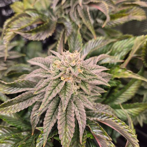 Chantal #2 growlog timeline photo