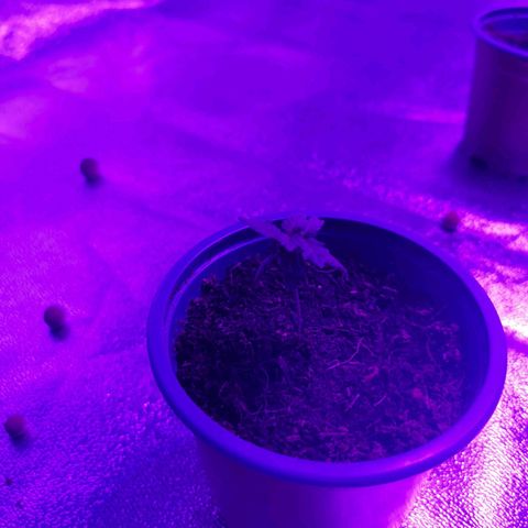 WW  growlog photo