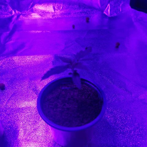 A-A growlog photo