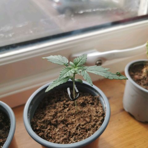 A-A growlog photo