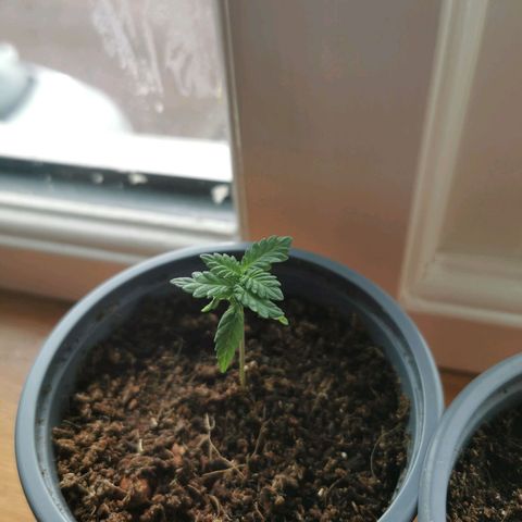 WW  growlog photo