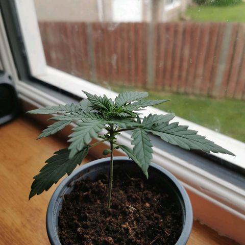 A-A growlog photo
