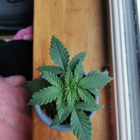 A-A growlog photo