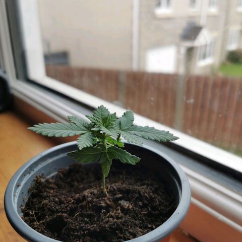 WW  growlog photo