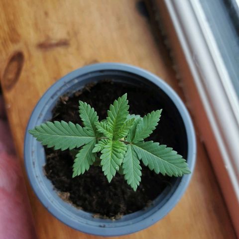 WW  growlog photo