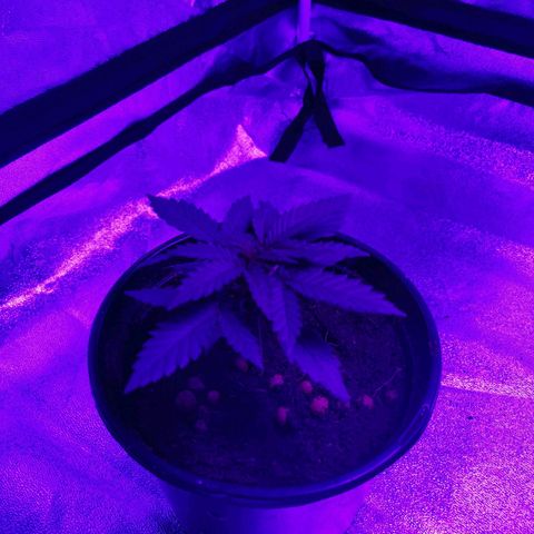A-A growlog photo