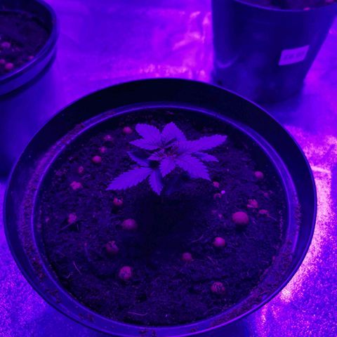 WW  growlog photo
