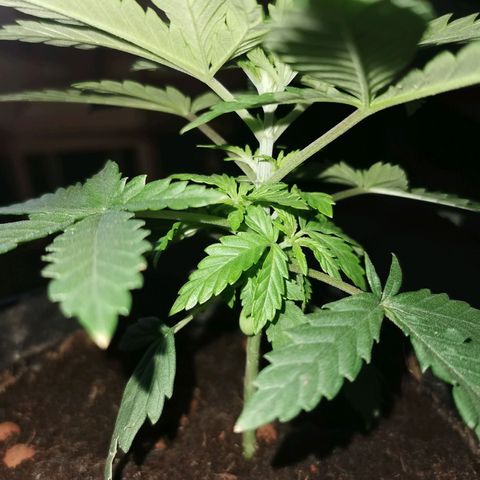 A-A growlog timeline photo