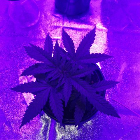 A-A growlog timeline photo