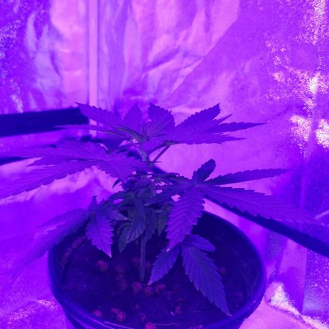 A-A growlog timeline photo